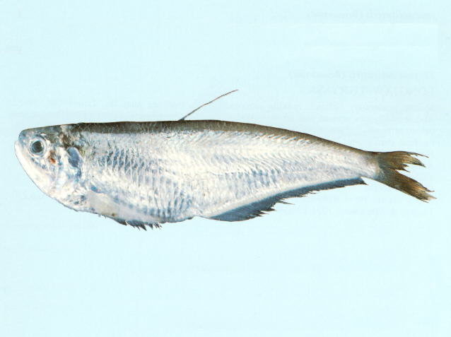 (Engraulidae Gill, 1861) Семейство Энграулиды, Анчоусовые, Family ...